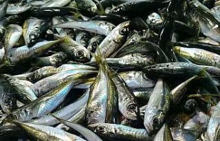 Hamsi bitti, tezgahları istavrit ve mezgit süsledi