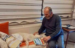 Hastalanan kuzuya evde bebek gibi bakıyorlar