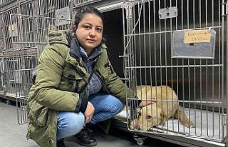 Hemşire sahiplendiği köpeğine çarpan aracın...