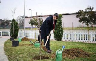 Herkes dalından yesin diye yüzlerce kiraz ve vişne...