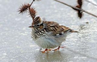 Hersek Lagünü 240 kuş türüne ev sahipliği yapıyor