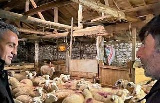 İl Müdürü Yoldaş hayvan işletmelerini ziyaret...