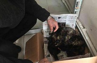 İşyeri önünde doğum yapan kediye sahip çıktılar
