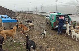 Jandarmadan sokak hayvanlarına şefkat eli