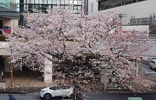 Japonya’da kiraz çiçeği mevsimi başladı