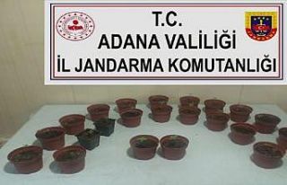 Kaçan otomobilde 23 saksı kenevir ele geçirildi