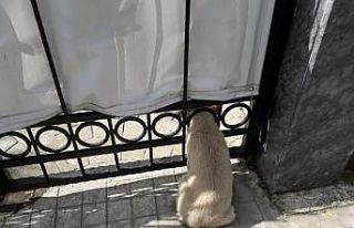 Kafası demir kapıya sıkışan yavru köpek kurtarıldı