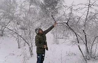 Kar yağışı fındık fiyatlarını yükseltti