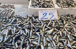 Karadenizli balıkçılar sezondan umduğunu bulamadı