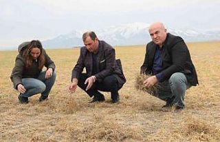 Karaman’da dondan etkilenen buğday tarlaları kurudu