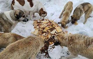Karda aç kalan sokak köpeklerini besliyor