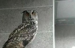 Kargaların saldırdığı baykuş Hakkari Valiliği’ne...