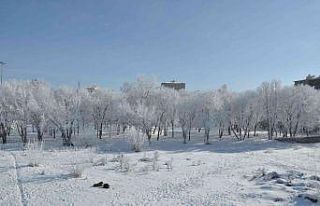 Kars’ta eksi 13’ü gördü, ağaçlar kırağı...