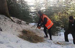 Kastamonu’da yaban hayvanları için doğaya yem...