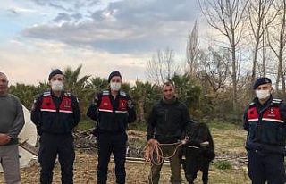 Kaybolan inek, jandarma tarafından bulunup sahibine...