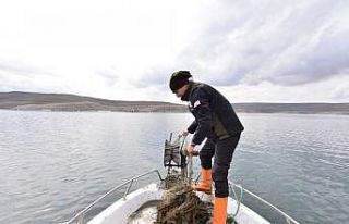 Kayseri barajlarındaki ’sucul hayatın katili’...
