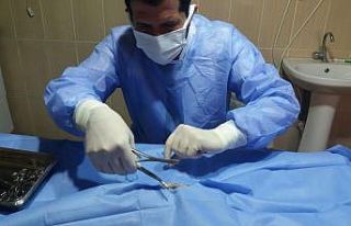 Kazada yaralanan kedi tedavi altına alındı