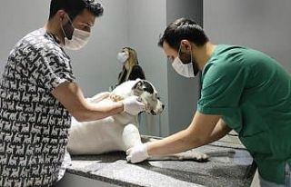Kedi ve köpekler yılsonuna kadar kayıt altına...