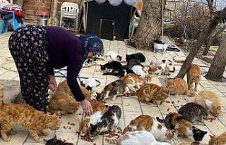 Kedilere adanan bir ömür: Nuriye Teyze, 70 kediye...