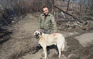 Kendilerini yangından kurtaran köpeği gözyaşları...