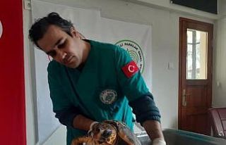 Kıyıya vuran yeşil deniz kaplumbağası kurtarıldı