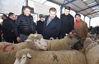 Koçlar Gönen’de panayırda boy gösterdi