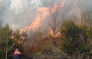Kontrolden çıkan anız ateşi, ormanlık alana sıçradı