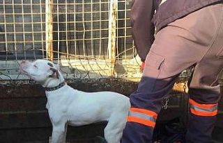 Konya’da başıboş pitbull cinsi köpek yakalanarak...