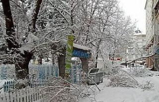 Konya’da kar yağışı ağaçları devirdi