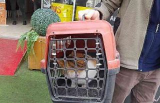 Köpeklerden kaçarken çıktığı ağaçta mahsur...