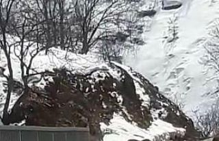 Koruma altındaki dağ keçileri trafiğe indi