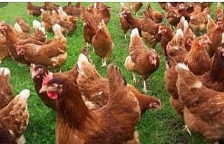 Köy muhtarı ekonomiye katkı için 300 yumurta tavuğu...