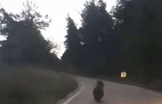 Köye inen ayıyı otomobille kovaladılar