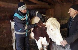 Kütahya’da büyükbaş hayvanlara aşı ve buzağı...