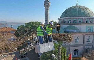 Leylek yuvalarında bahar temizliği