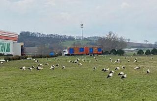 Leyleklerden zorunlu iniş