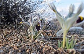 Malatya’da Nevruz Çiçekleri açtı