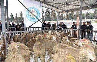 Manisa Büyükşehir Belediyesinden hayvan üreticisine...