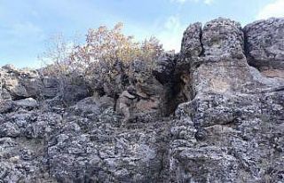 Mardin’de "Eren Kış-29 Şehit Jandarma Uzman...