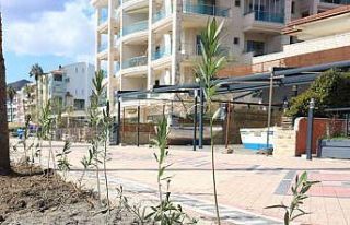 Marmaris Uzunyalı’yı zakkumlar süsleyecek