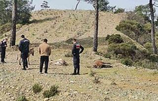 Marmaris’te başıboş eşekler tüfekle vurulmuş...