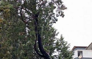 Menteşe’de tehlike arz eden ağaçlar kesiliyor
