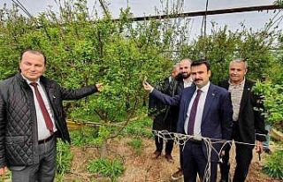 Mersin’de örtü altında yetiştirilen erik, üreticinin...