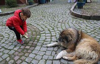 Minik Ömer, her market alışverişinde sokak hayvanlarını...