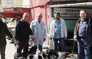 Mudanya’da av hayvanlarına kimlik