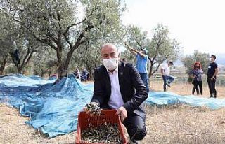 Mudanya’nın geleneksel zeytin yetiştiriciliği...