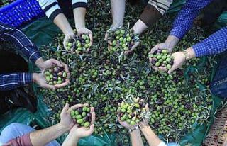 Muğla’daki zeytin verimsizliği masaya yatırıldı