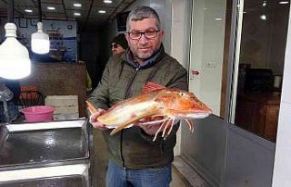 Nadir bulunan kırlangıç balığı ağlara takıldı