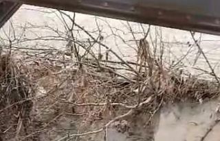 Nesli tükenme tehlikesi yaşayan su samurları nehirde...