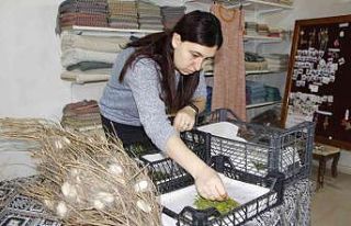 Nesli tükenmekte olan "Hatay sarısı"...